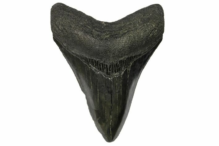 Serrated, Fossil Megalodon Tooth - South Carolina #145539
